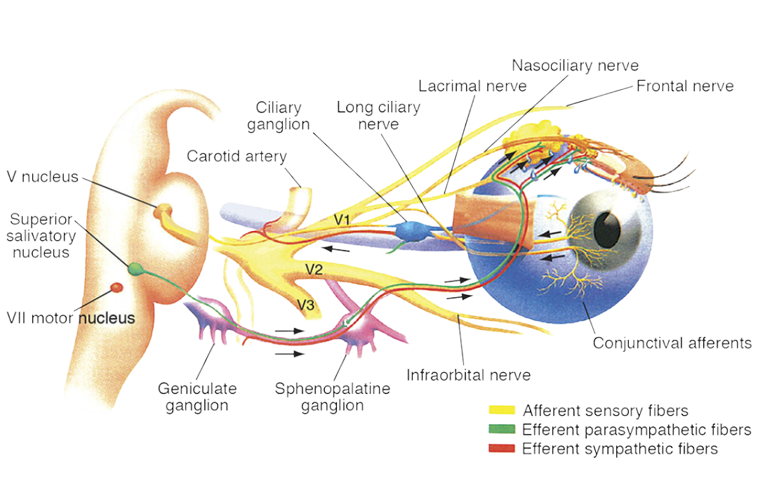 Neuro Ophthalmology Symptoms